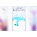 透明生物標本 - 赤月水母(大) Rhopilema esculentum_2