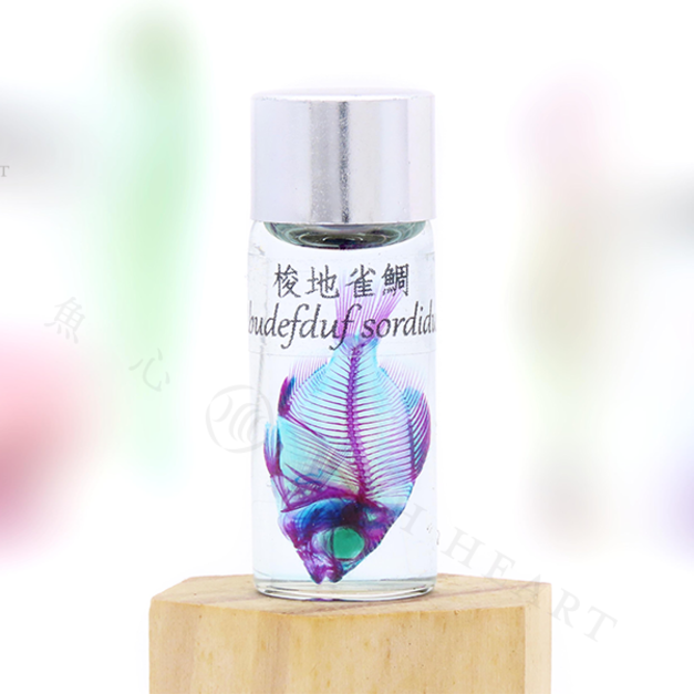 透明生物標本 - 梭地雀鯛 Abudefduf sordidus 【網路限定】