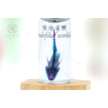 透明生物標本 - 梭地雀鯛 Abudefduf sordidus 【網路限定】_3
