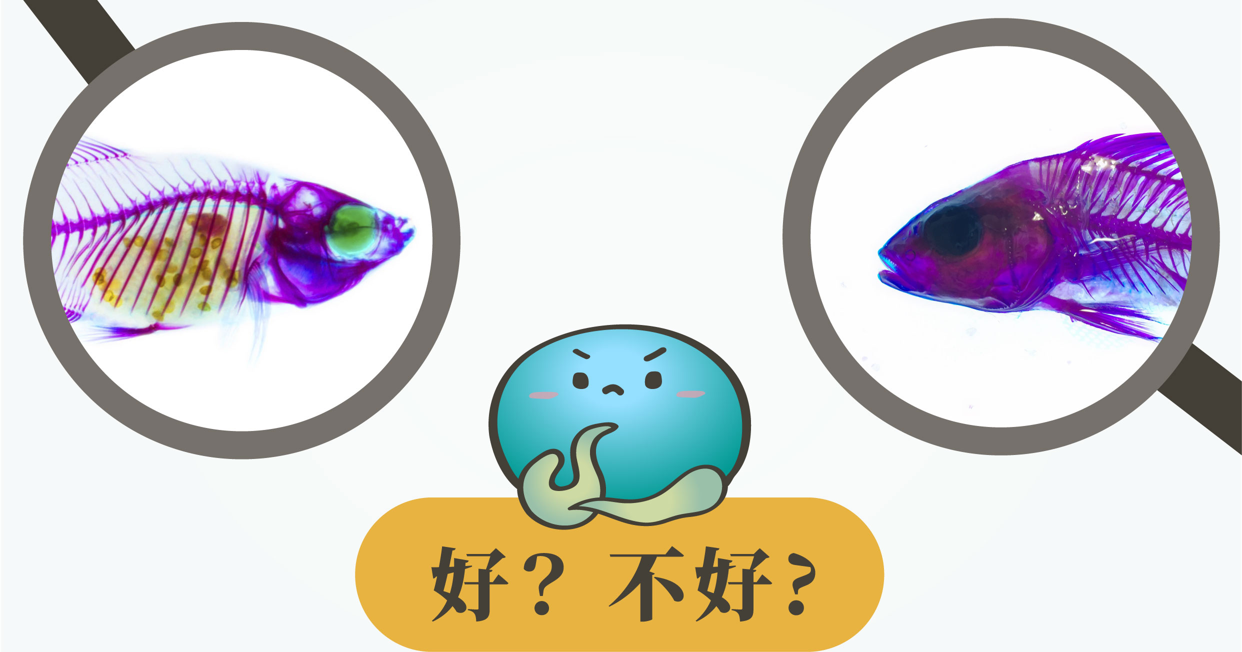 透明標本的好壞辨別？