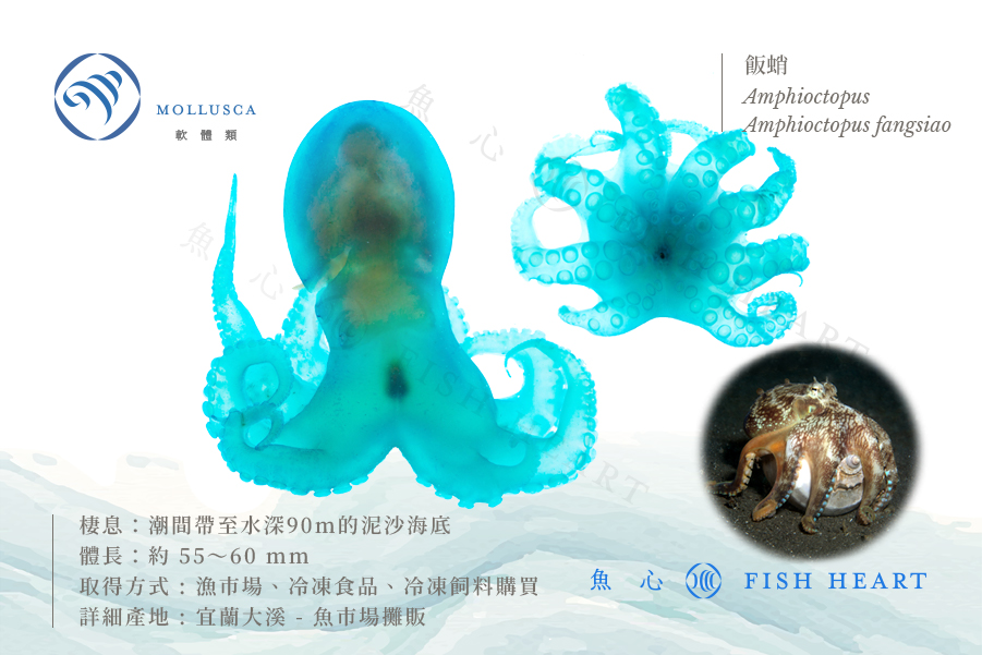 魚類標本 71HCJu9eZDL._UF350,350_QL50_.jpg
