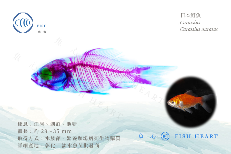 透明生物標本- 日本鯽魚Carassius auratus | Fish Heart 魚心標本藝術