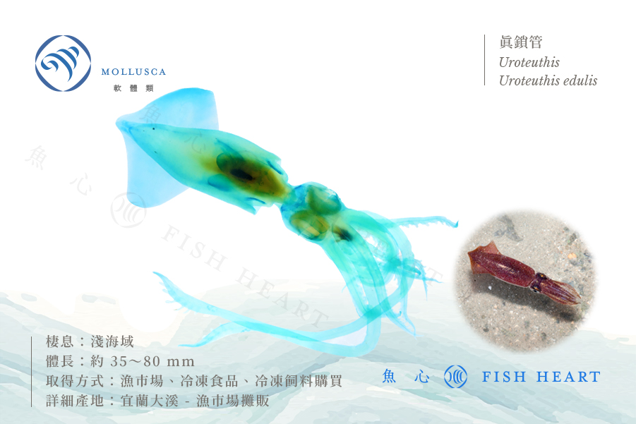 透明生物標本- 真鎖管Uroteuthis edulis (大) | Fish Heart 魚心