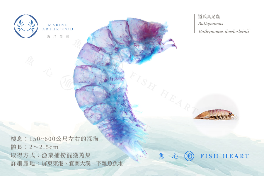 透明生物標本- 道氏具足蟲(中) Bathynomus doederleinii | Fish Heart