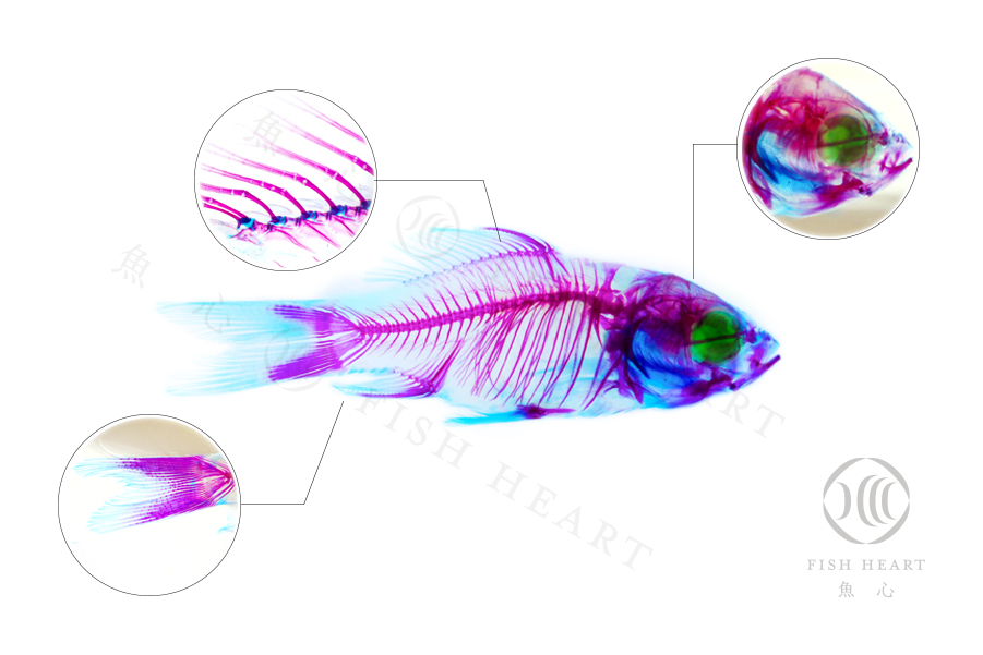 透明生物標本- 日本鯽魚Carassius auratus | Fish Heart 魚心標本藝術
