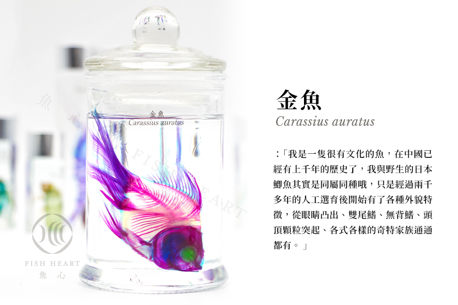 【極希少・極美品】小魚の標本　小瓶　Carassius auratus 極希少・極美品】小魚の標本 小瓶 Carassius auratus 採集・採集道具