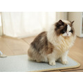 石墨烯寵物按摩墊_1