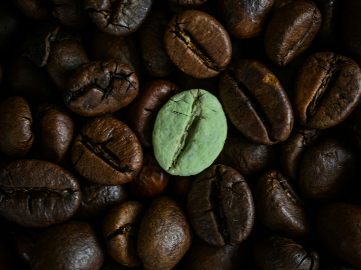 綠原酸是什麼?綠原酸對瘦身的幫助