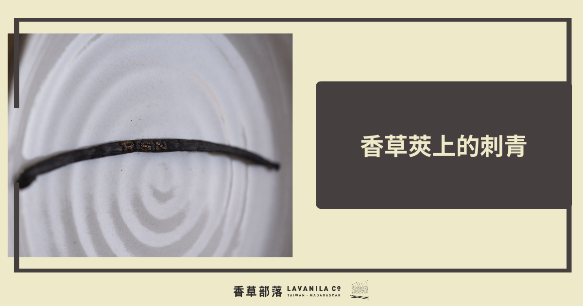 香草莢上的刺青