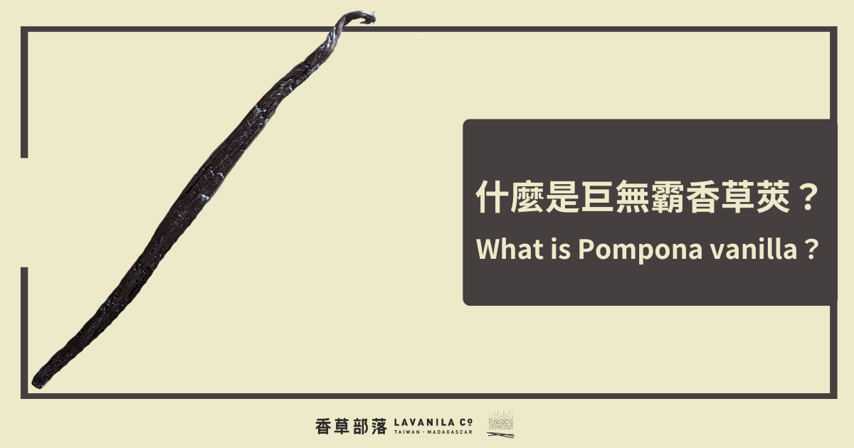 什麼是巨無霸香草莢（Pompona vanilla）？
