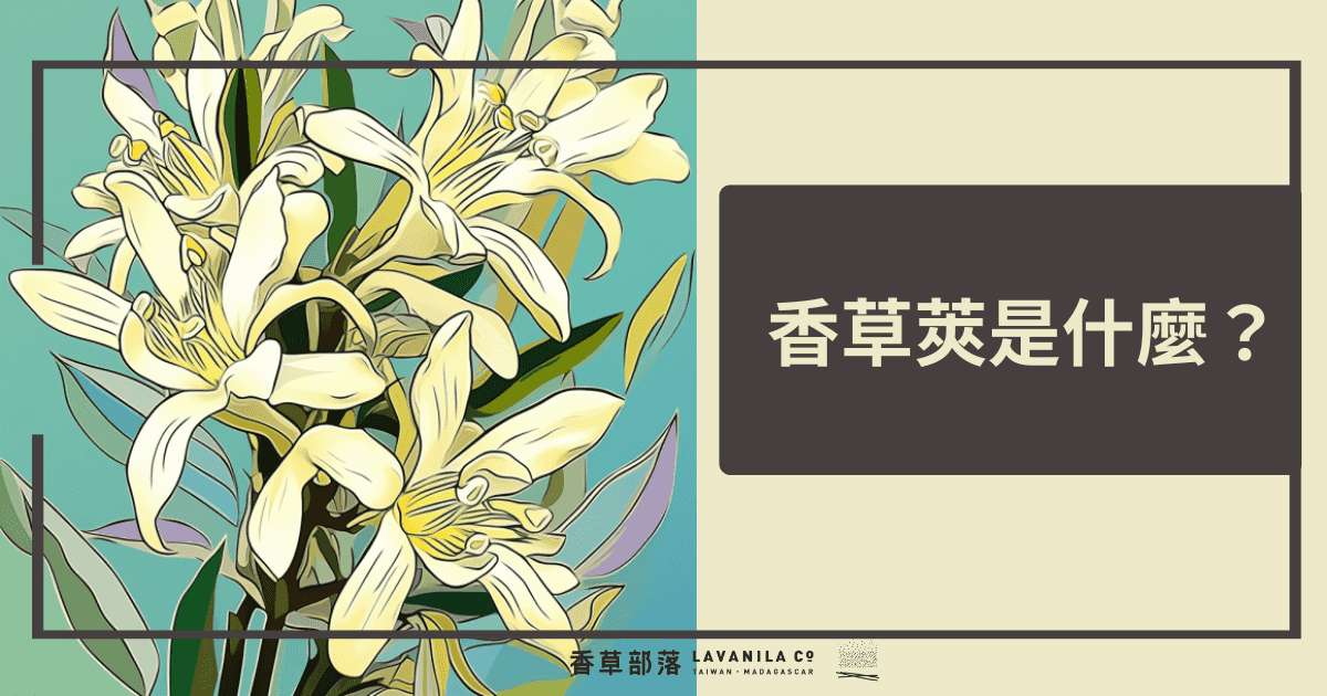 香草莢是什麼？香草莢的歷史、種植與用途