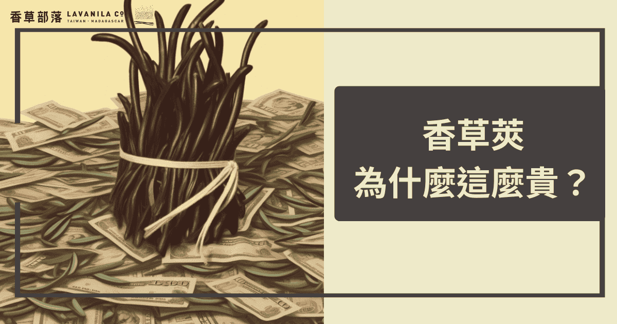 香草莢為什麼這麼貴？
