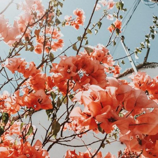 薇薇特南果系列