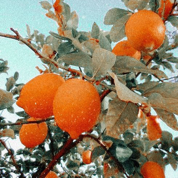 哥倫比亞高山豆系列