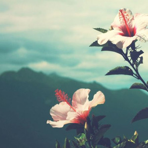 印尼曼特寧G1系列