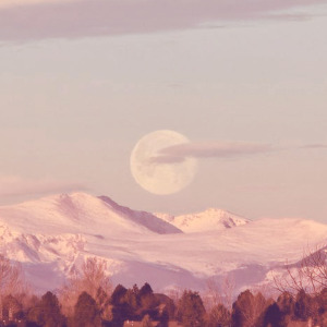 印度高山單品系列