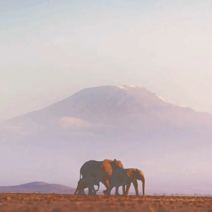 泰國單品豆系列