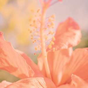 巴拿馬精品豆系列