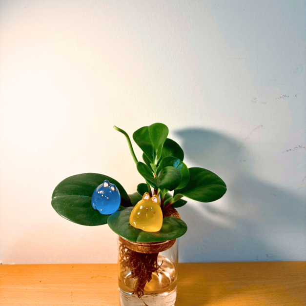 圓葉椒草