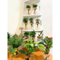 赤道櫻草_1