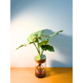 粉斑合果芋