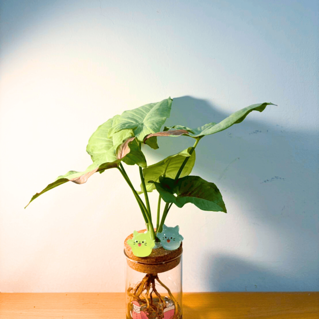 粉斑合果芋