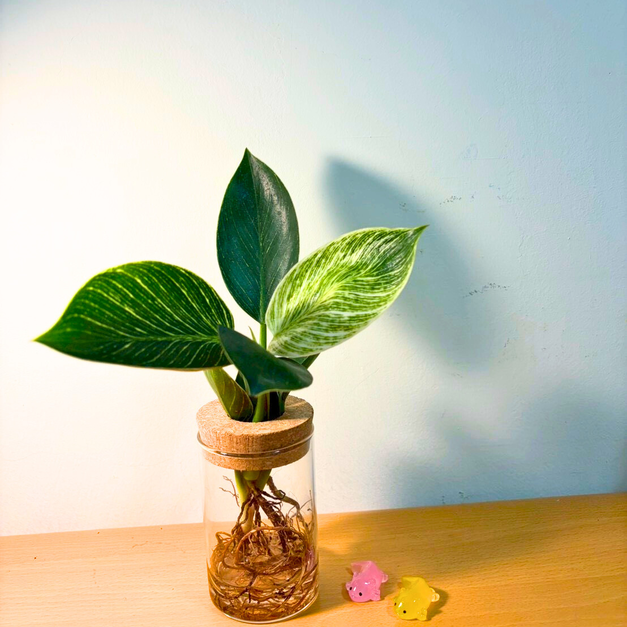 鉑金曼綠絨