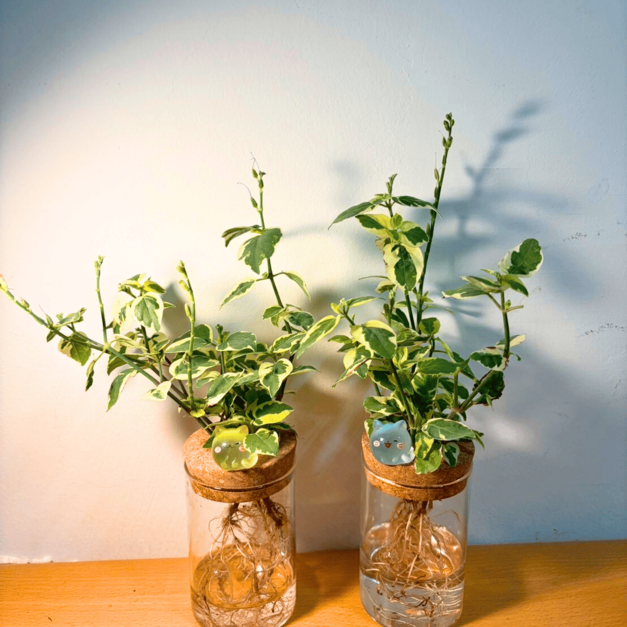 赤道櫻草