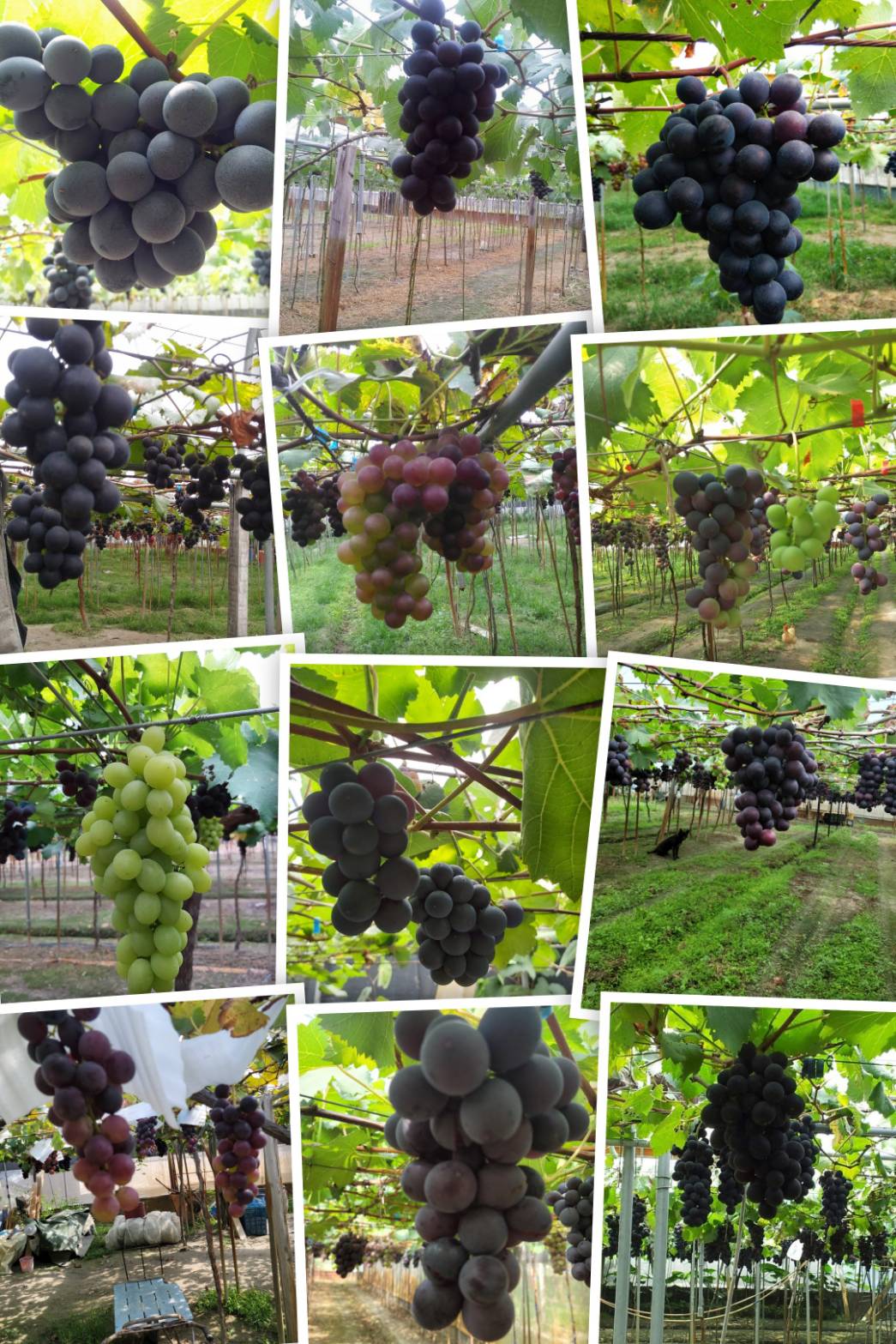 【預購填單排隊】巨峰葡萄3斤裝