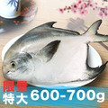 南海豐【1斤上特大！野生白鯧魚】團圓年菜/福氣昌隆拜拜必備