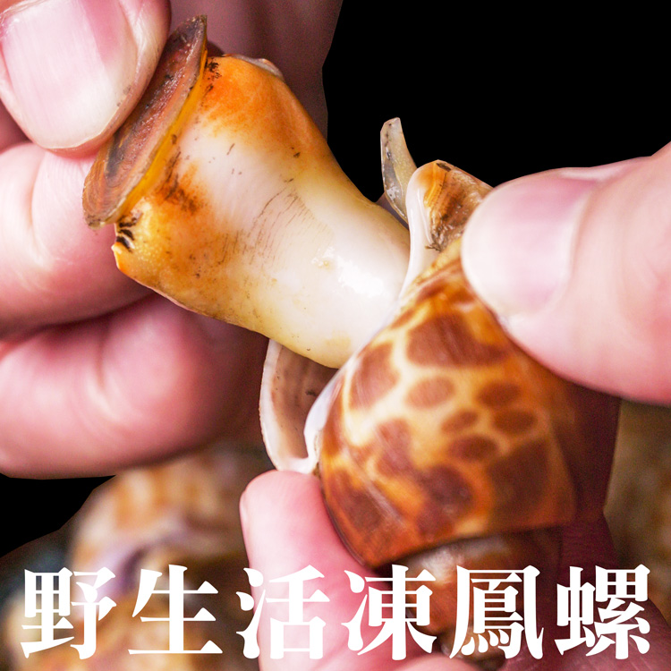 南海豐【野生活凍鳳螺】