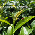 炭之癮 | 洋甘菊烏龍茶包 3g x 10入( 三角立體茶包 )_3