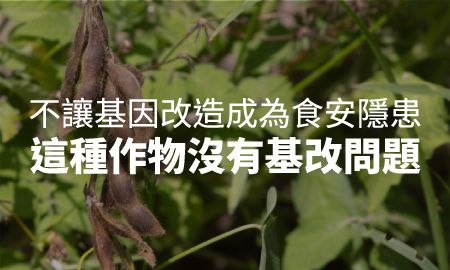 台灣青仁黑豆，非基改安心吃！