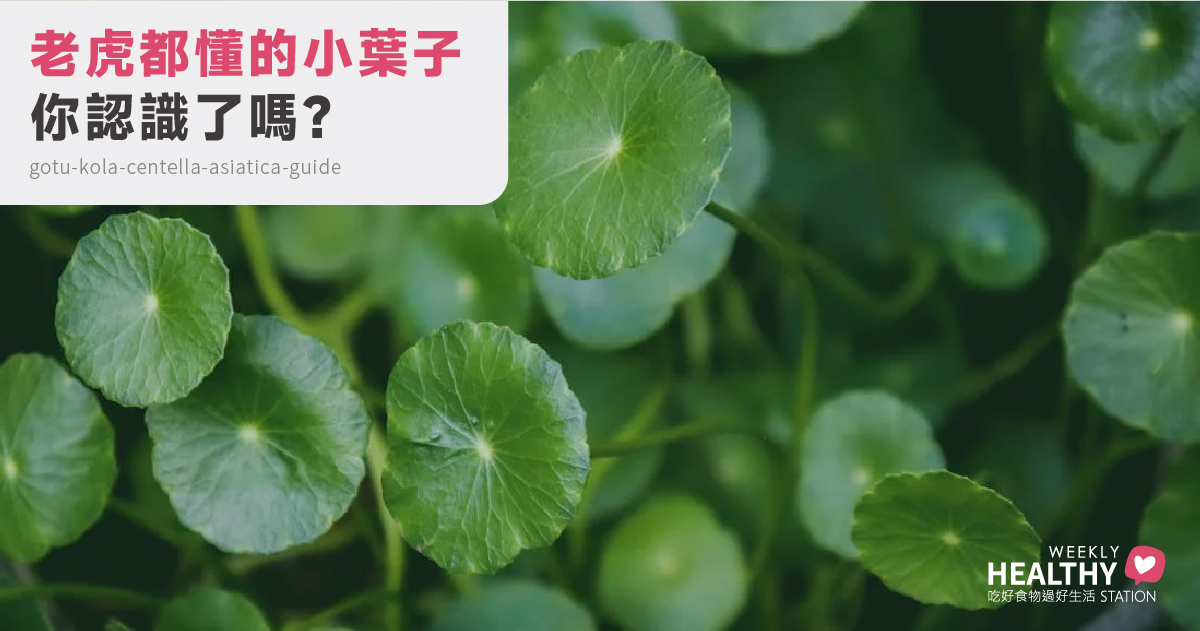 連老虎都知道的草本智慧：重新認識積雪草的傳說、營養與生活應用