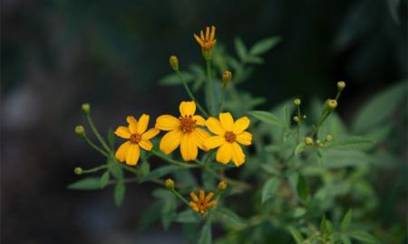 芳香萬壽菊 暖暖夏日裡的清涼花香