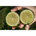 檸檬鮮果(15斤/箱)_2