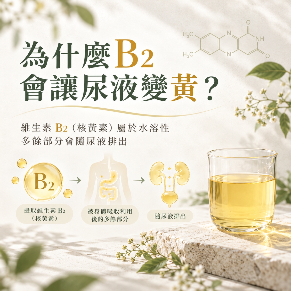 維生素B2核黃素與尿液黃色變化的關係