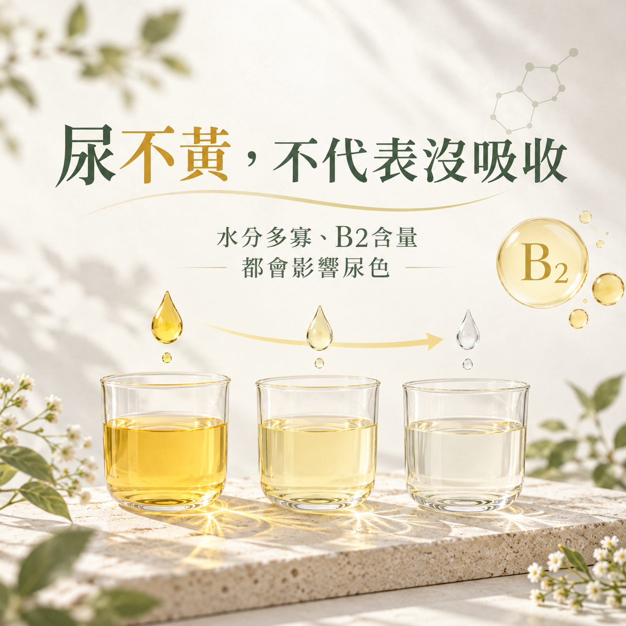 吃B群尿不黃不代表沒有吸收
