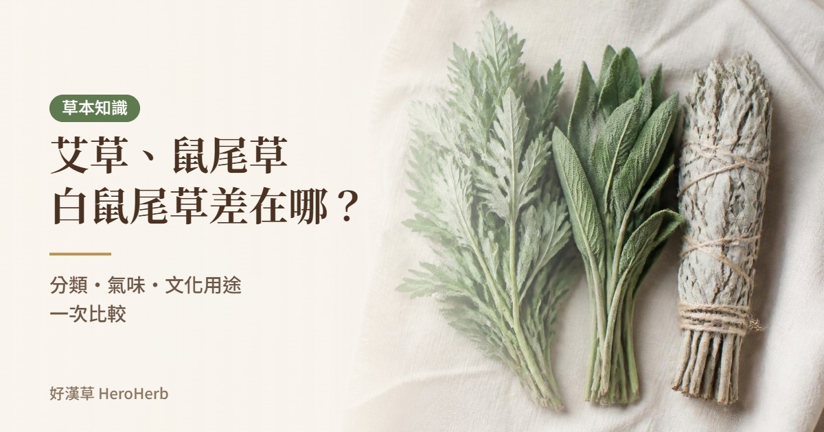 艾草、鼠尾草、白鼠尾草差在哪？分類、氣味與文化用途比較｜好漢草