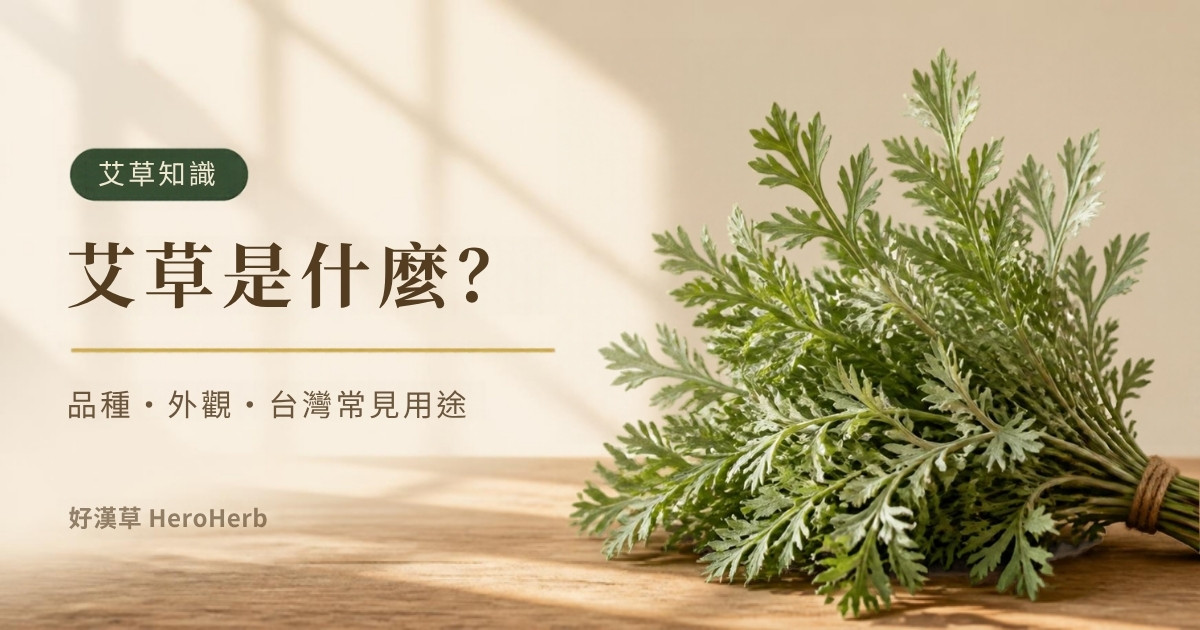 艾草是什麼？品種、外觀與台灣常見用途一次看懂｜好漢草