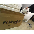 ♪ Your Music 愉耳樂器 ♪原廠公司貨 Positive Gird BT-4 BT4 藍芽 Midi 控制踏板